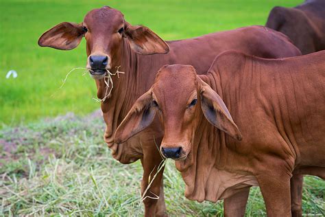 It was bred in the united states from 1885 from cattle originating in india, imported at various times from the united kingdom, from india and from brazil; BRAHMAN CATTLE - SALIVESTOCK
