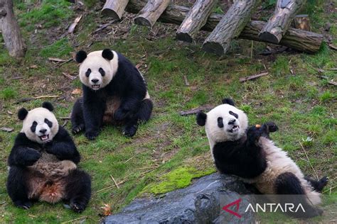 Aksi Panda Raksasa Di Kebun Binatang Pairi Daiza Belgia Antara News