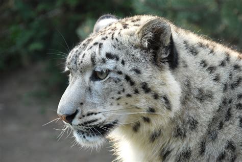 Snow Leopard Leopard Tiger One Animal Animal Themes Free Image Peakpx