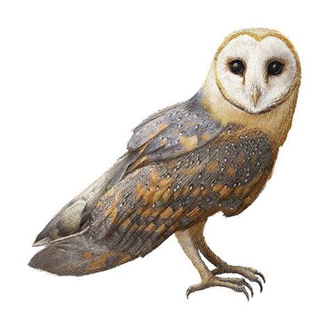 Barn Owl Clipart Graphics Free Clip Art Liked On Polyvore Featuring