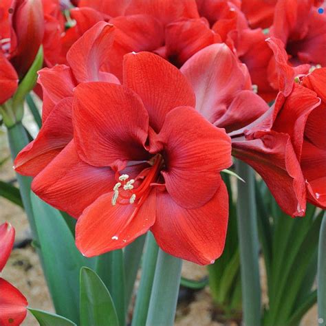 The classic christmas flower, amaryllis provide dazzling displays for holiday decorations, gifts and much needed color throughout the winter. Amaryllis Ferrari, Produce More Flowers Than Red Lion. | Красивые цветы, Виды цветов, Цветение
