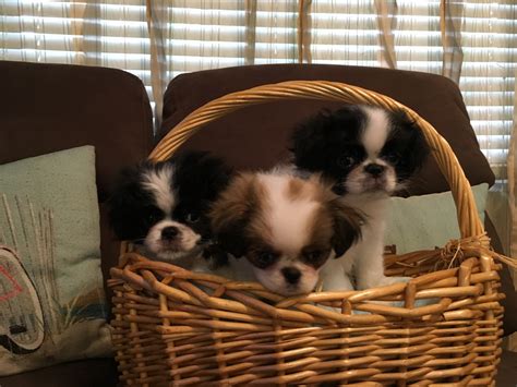 Japanese Chin Puppies For Sale Bradenton Fl 305111