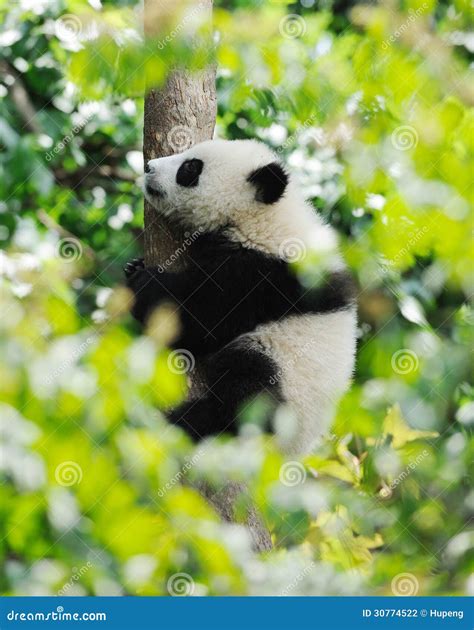 Baby Panda On The Tree Stock Photo Image Of Forest Base 30774522