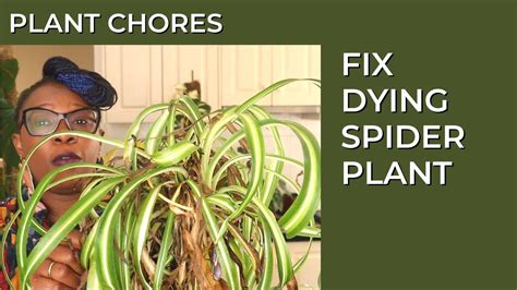 How To Repair A Spider Plant And How To Pot A Leca Plant Plant Chores The Leca Queen Youtube