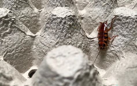 When Are Cockroaches Most Active Inside Homes In Honolulu Hi