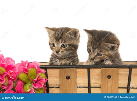 Two Cute Tabby Kittens Stock Photo Image Of Tabby Flowers 50005960