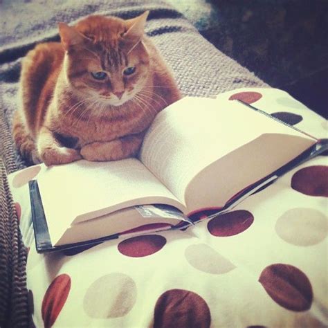 cats only on instagram “💭💭💭🐱” book people instagram posts cats