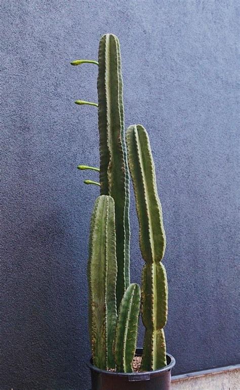 A member of the stands4 network. Cereus Peruvianus in 2020 | Cactus, Cactus plants, Cacti ...