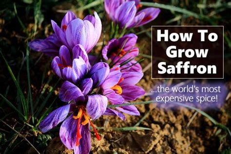 How To Grow Saffron Growing Vegetables Growing Vegetables Indoors