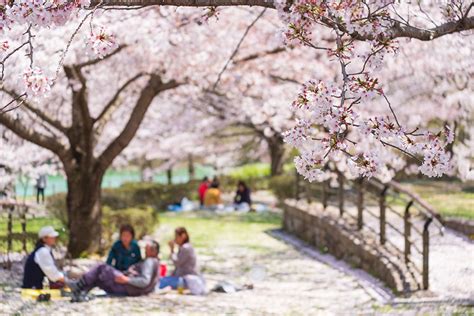 Hanami Cherry Blossom Viewing Calendar 04 Explore Japan Kids