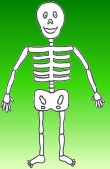 Want to learn more about it? Song About the Major Bones of the Human Body by Musical ...