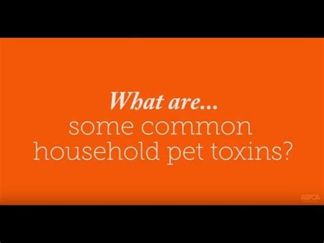 Ask The ASPCA What Are Some Common Pet Toxins YouTube