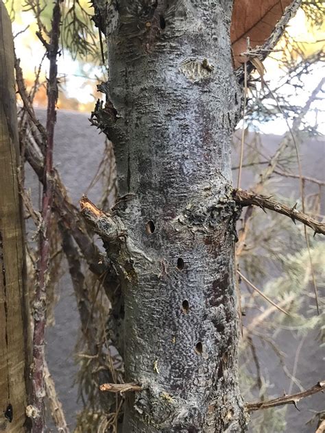 The cones of the italian cypress are ovoid or oblong in shape and average at about 1 inch in length. Xtremehorticulture of the Desert: Italian Cypress Brown ...