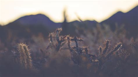 Unique Desert Cacti And Foliage In The Arid Landscape Of Arizona