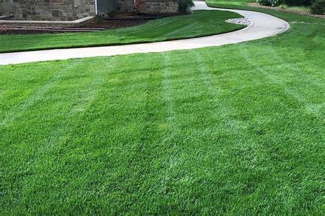 How Often Should You Water New Sod Mckinley Construction Management