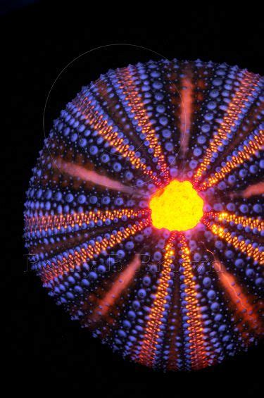 Glowing Sea Urchin Sea Creatures The Deep Beautiful