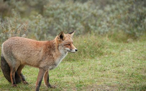 Wallpaper Fox Brown Animal Wildlife Hd Widescreen High