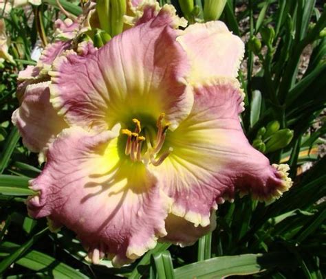 Ring The Bells Of Heaven 1301 Day Lilies Daylily Garden Beautiful