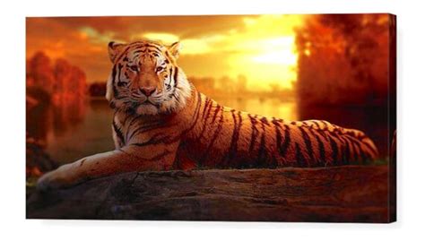 Tiger At Sunset Photo Canvas Art Repro 16 X 8