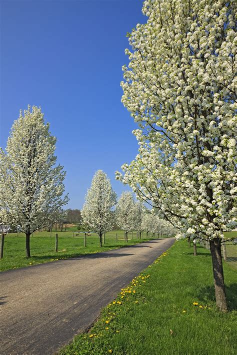 Flowering Trees Are A Sure Sign Of Spring In Ohios Amish Country