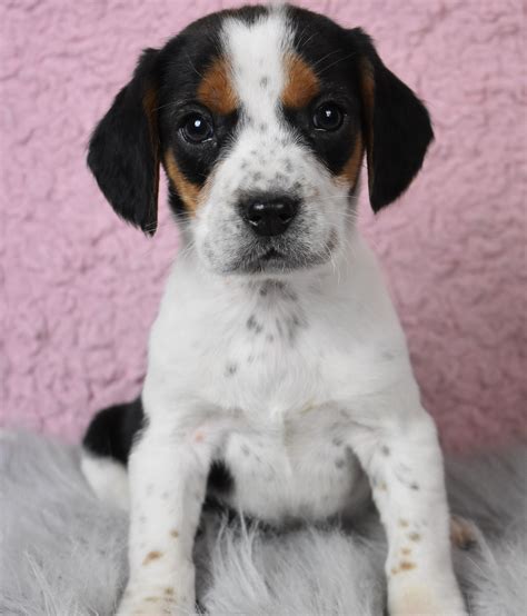 Brave Beagle Beagle Puppy Lancaster Puppies Dog Breeder