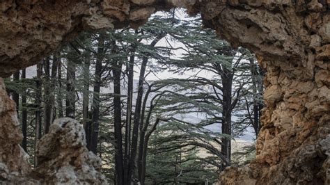 Climate Change Threatens Lebanons Storied Ancient Cedars Npr