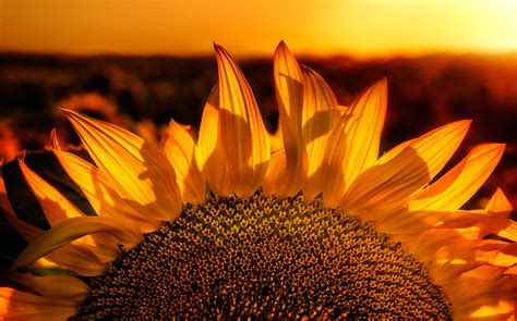 Beautiful Pictures Of Sunflowers