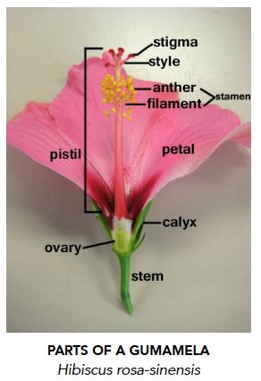 Flowers have both male and female parts that work together to reproduce. Gumamela Flower And Label Its Parts - Top Label Maker