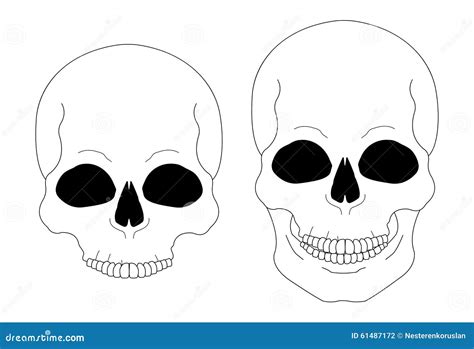 Contour Lines Skull Stock Vector Illustration Of Object 61487172