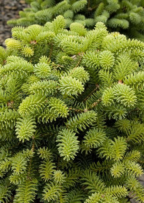 78 Dwarf Evergreens Zone 5 Ideas In 2021 Evergreen Shrubs Plants