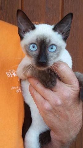Lilac tortie tabby siamese kitten for sale. Seal Point Siamese Kittens Purebred-Males & Females for ...