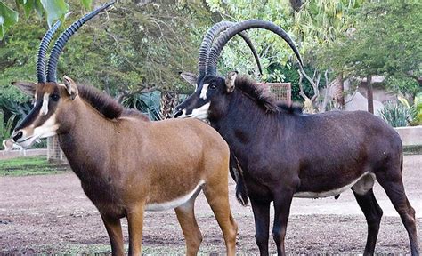 Critically Endangered The Giant Sable Antelope The Boar