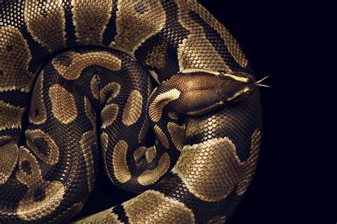 Python Regius My Beauty Pet Python Regius Snake Images Ball Python