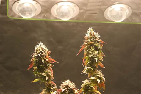 Know anything about cob led lights? URSA Optilux Wide-band LED Grow Light