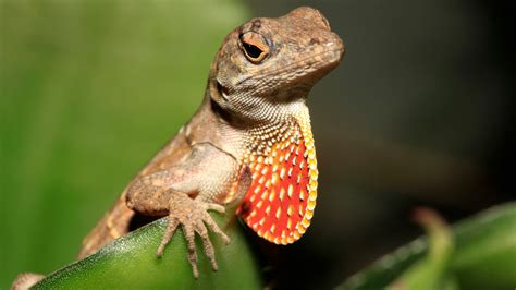 Are Newer Brown Anoles Driving Away Louisianas Green Lizards