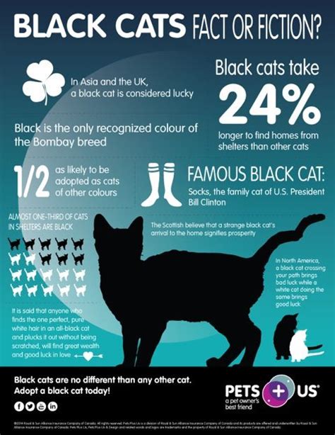 Black Cats Fact Or Fiction Adoptablackcattoday Cat Symptoms Embrace
