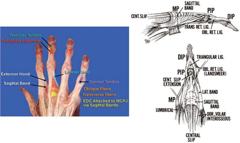 Finger Extensor Tendon Anatomy