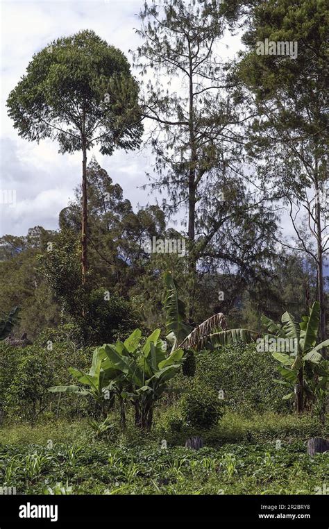 Png Papua New Guinea Eastern Highlands Goroka Typical Landscape In