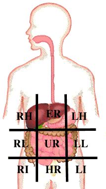 In anatomy and physiology, you'll learn about the four abdominal quadrants and nine abdominal regions. Abdominopelvic Quadrants and Regions - Lesson 5 |FREE ONLINE MEDICAL TRANSCRIPTION COURSE