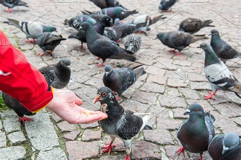 Many Pigeons Feeding From A Hand Stock Photo Containing Feeding And