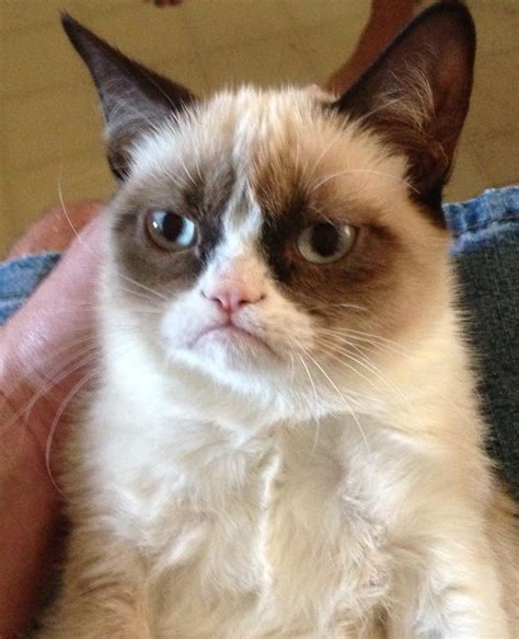 Meet Tard The Grumpy Cat 10 Pics Video Amazing Creatures