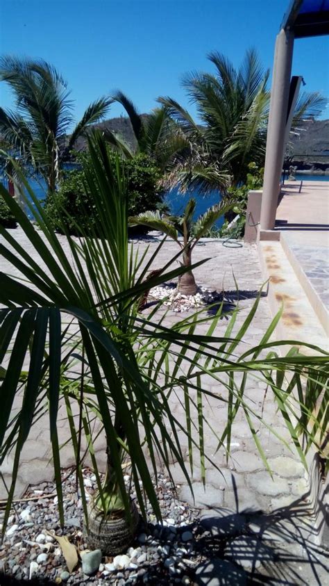 Since i live in florida where the sun's rays are more intense, it's not optimal to keep the palm's. How often you water your Garden in Fall and Winter ...