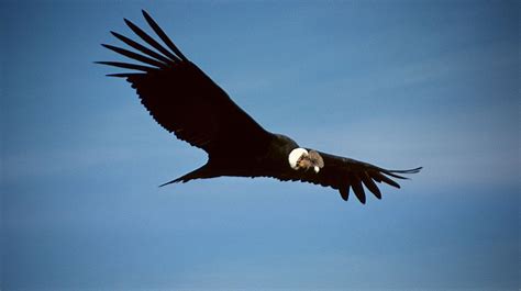 8 Things You Need To Know About The Andean Condor