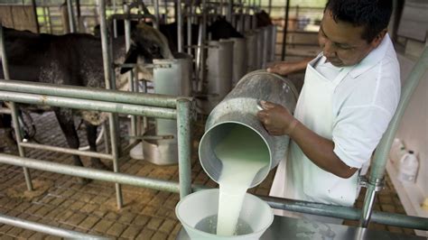 estancamiento del desarrollo productivo en el sector lácteo el agrario