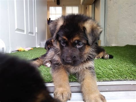 They are caring, professional and excellent with my fur babies. German Shepherd Puppies For Sale | West Palm Beach, FL #244354