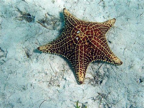 Pics Of Starfish Starfish Are The Most Generally Viewed Parts Of The