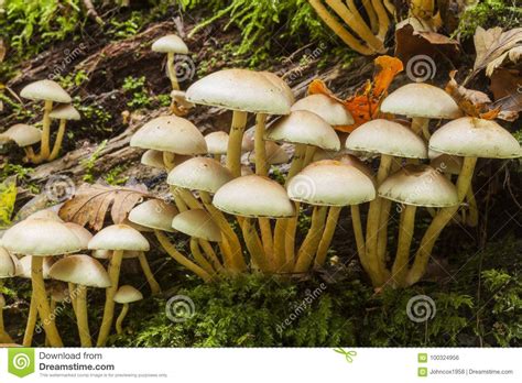 Hongos Del Penacho Del Azufre Del Fasciculare De Hypholoma Foto De