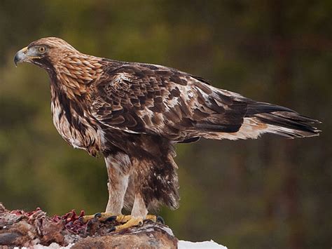 6 Largest Birds Of Prey In North America Bioexpedition