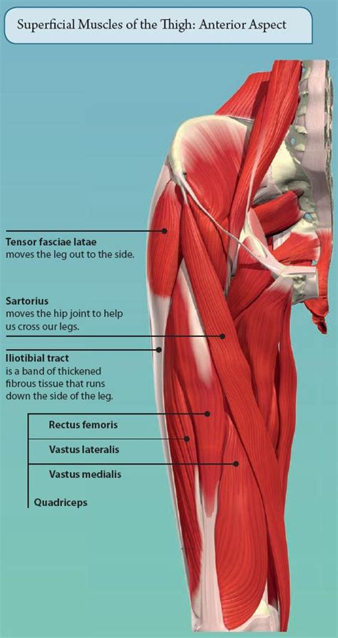 There are a few smaller muscles that also play a role, but typically when you have tight or inflamed. 8: THE LOWER LIMB | Basicmedical Key
