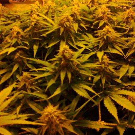 black russian feminized cannabis seeds delicious seeds
